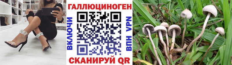 как найти   Пыть-Ях  Галлюциногенные грибы Cubensis 
